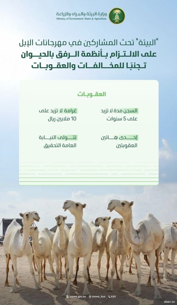 وزارة البيئة تحث المشاركين في مهرجانات الإبل على الالتزام بأنظمة الرفق بالحيوان تجنبًا للمخالفات والعقوبات