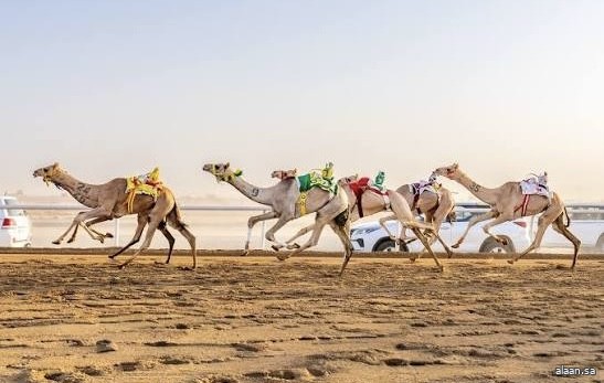 الاتحاد السعودي للهجن يستضيف الأشواط العربية بمهرجان ولي العهد 2026 بالطائف