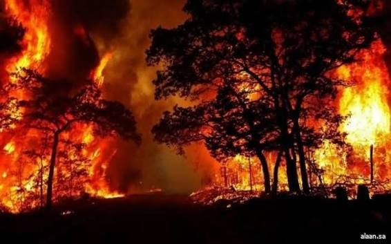 حرائق غابات تجتاح شمال شرق الجزائر.. 12 قتيلًا و54 مصابًا