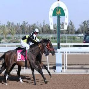 نادي سباقات الخيل يقيم سباقه الـ36 على كأسي إمارة نجران ووزارة الداخلي