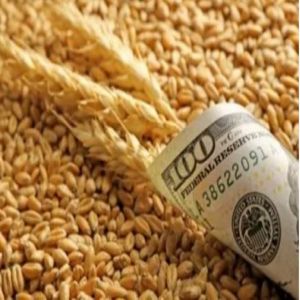 ارتفاع أسعار القمح الأمريكي لأعلى مستوى في أكثر من 8 أعوام