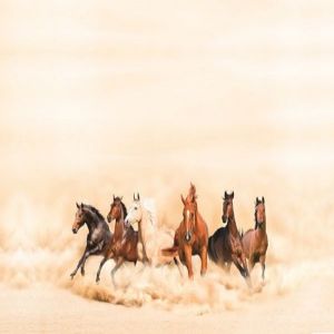 مكـرٍّ، مفـرٍّّ، مقبلٍ ، مدبرٍ معاً .. ما أجمل الخيل العربي !
