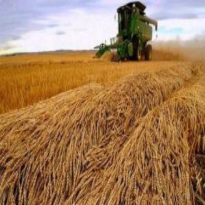 دراسة من كلية فريدمان : محاصيل القمح بالولايات المتحدة والصين تتعرض لتهديد بسبب الجفاف