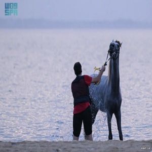 مرابط الخيول على شواطئ جدة.. وجهة سياحية تجمع بين الرياضة والترفيه