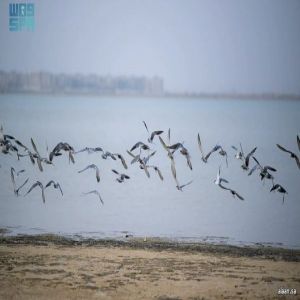 سواحل البحر الأحمر بتنوع حيوي .. بين طيور مقيمة وأخرى مهاجرة