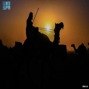 أكثر من 160 ألف زائر لفعاليات مزاد حائل للإبل