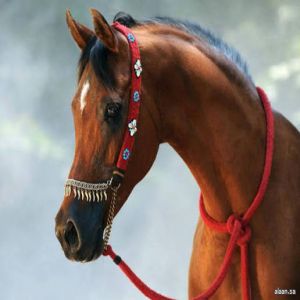 انطلاق بطولة حائل الدولية لجمال الخيل العربية الأصيلة في نسختها الرابعة الخميس المقبل