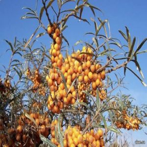 ثمرة "أبو فايس" تحمل قيمة غذائية هائلة