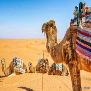 "الإبل" تحمل بروتينًا قد يُنقذ عقولنا