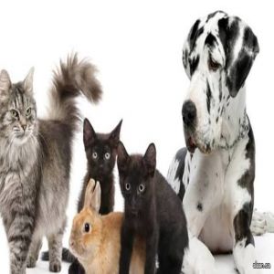 عدوى جديدة خطيرة تنتقل من الحيوانات الأليفة إلى البشر