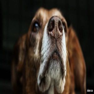 الحيوانات بين الأسطورة والقياسات