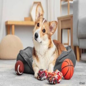 كلاب موهوبة قادرة على استيعاب لغات البشر