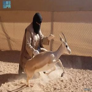 محمية الأمير محمد بن سلمان الملكية تحتفي باليوم العالمي للمرأة