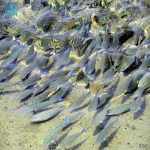 أمير منطقة جازان يرعى انطلاق "ليالي الحريد 22" بمحافظة جزر فرسان