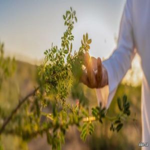انطلاق فعاليات أسبوع البيئة 2026 في جميع مناطق المملكة غدًا